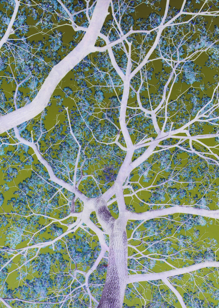 Surreal Branches | Canvas