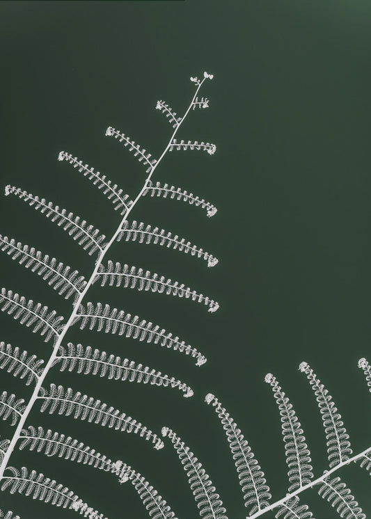 Fern&#039;s Gentle Curve | Canvas