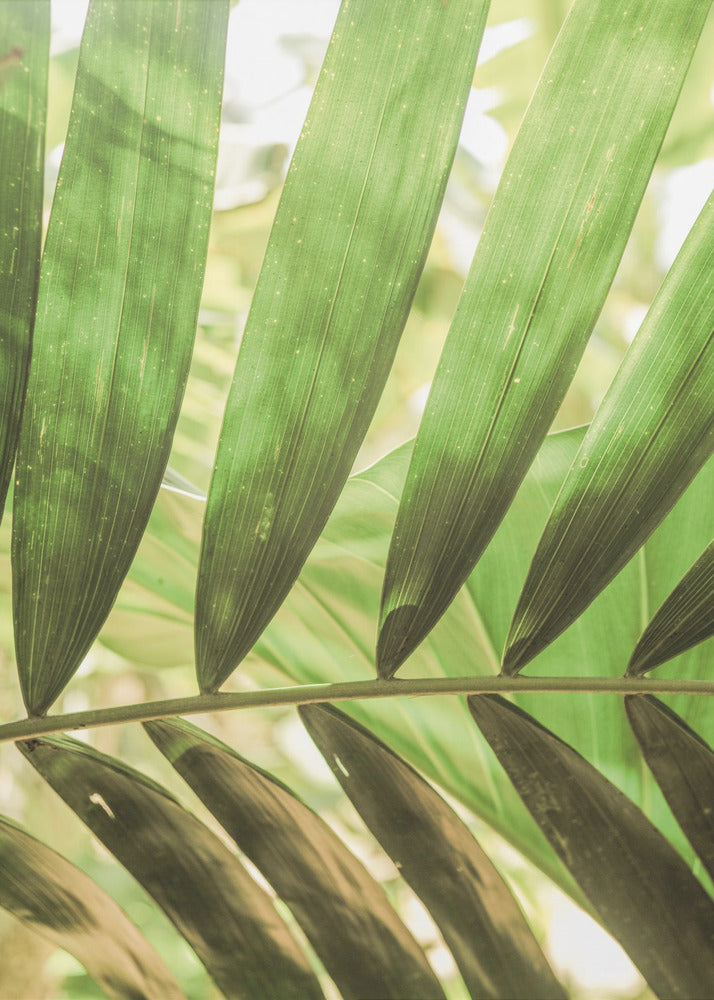 Beauty Of Palm Leaves | Canvas