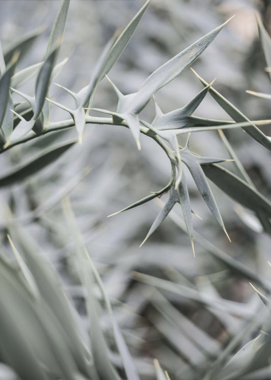 Intricate Details Of Spiky Leaves | Poster