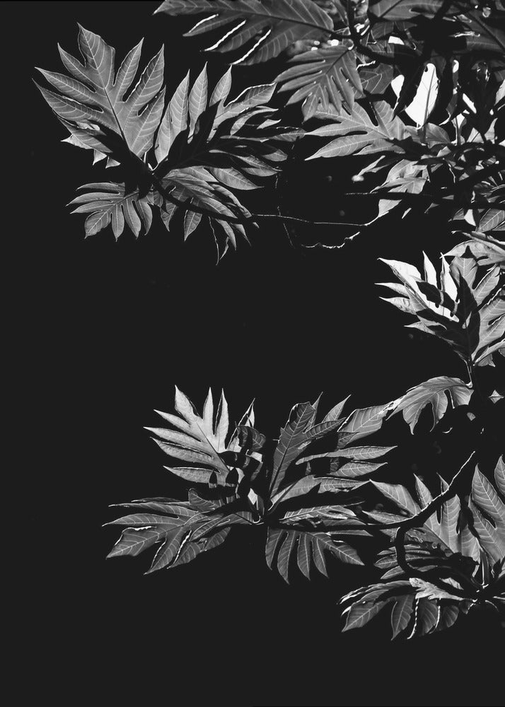 Shadows of Leaves | Canvas