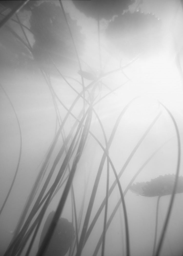 Water Lilly | Canvas