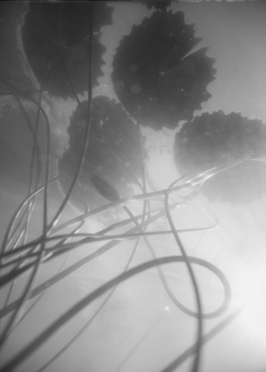 Water Lilly | Poster