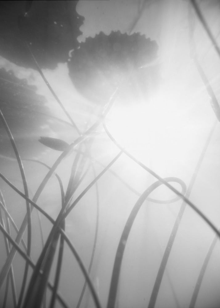 Water Lilly | Poster