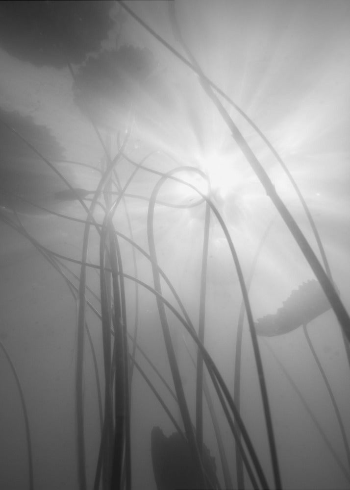 Water Lilly | Canvas