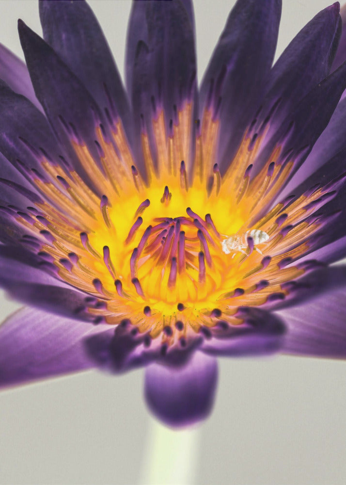 Purple Water Lilly | Canvas