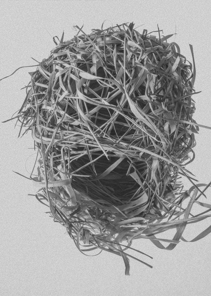 Weavers Nest | Canvas