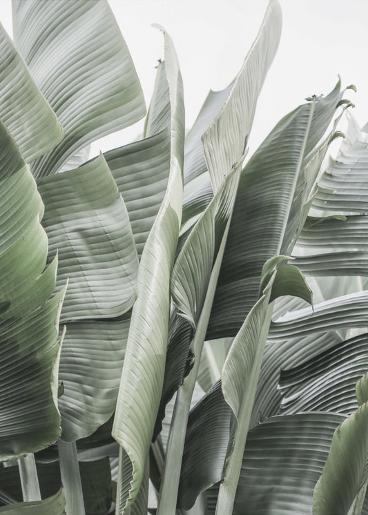 Banana Leaves In Soft Lighting | Canvas