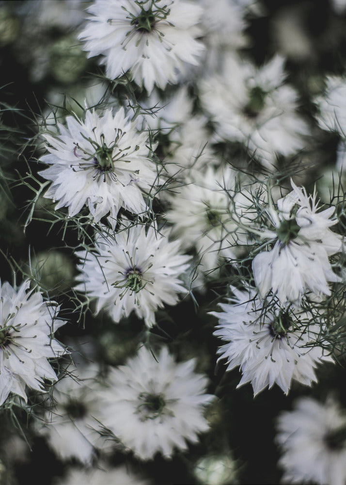 Whispering Blossoms | Canvas