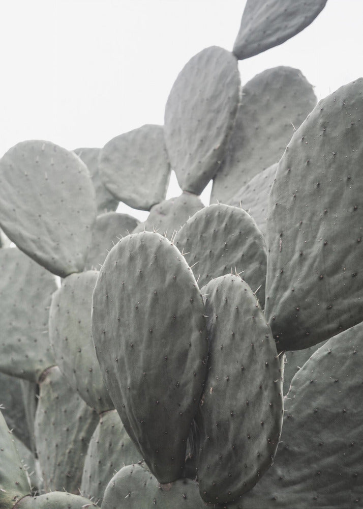 Beauty Of Cactus | Canvas