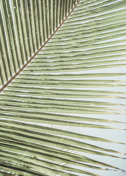 Intricate Pattern Of A Green Palm Leaf | Poster