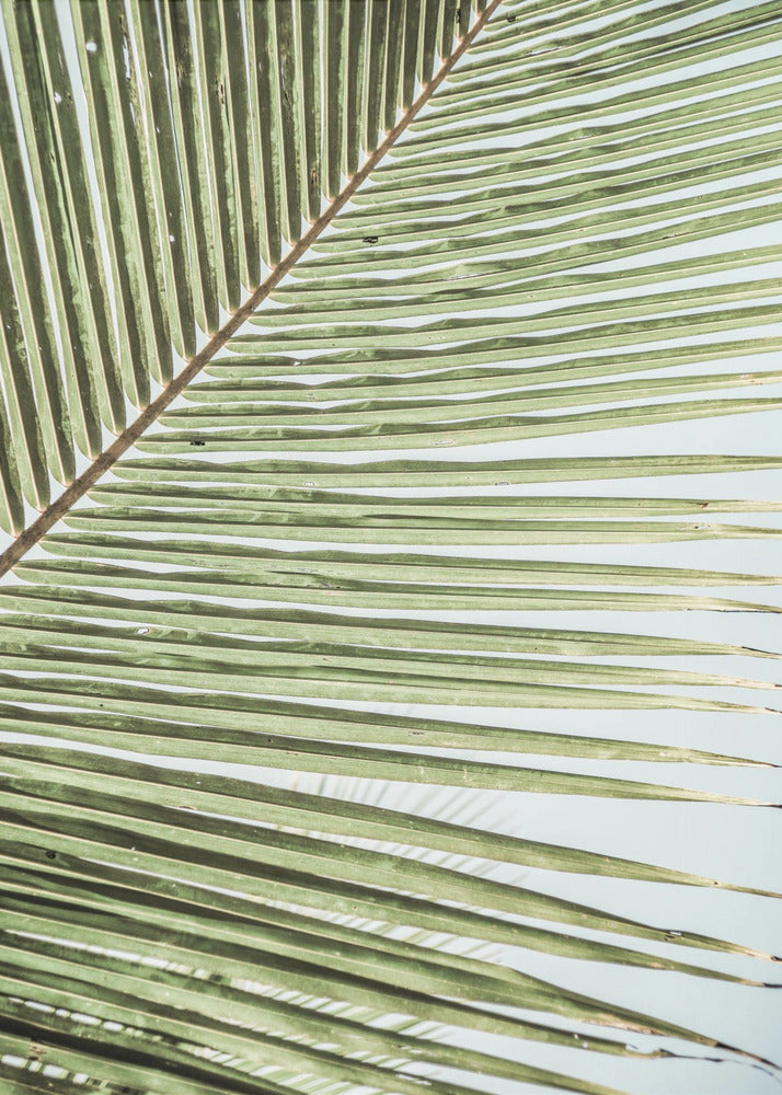 Intricate Pattern Of A Green Palm Leaf | Canvas