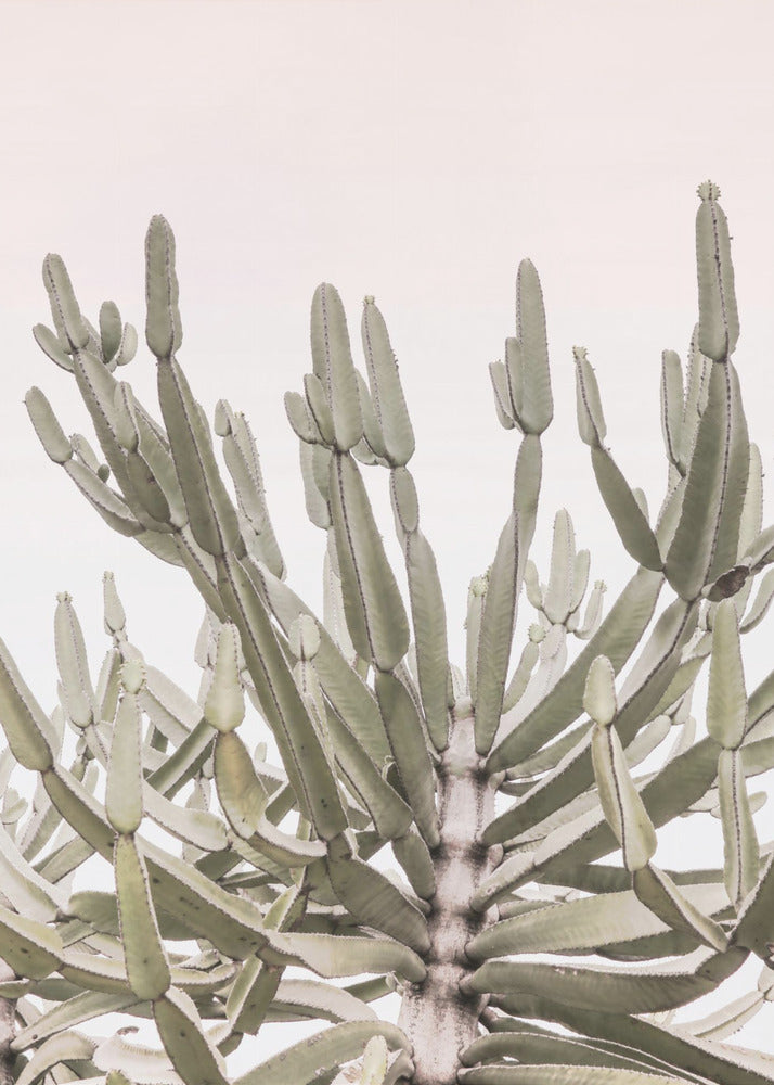 Serene Desert Growth | Canvas