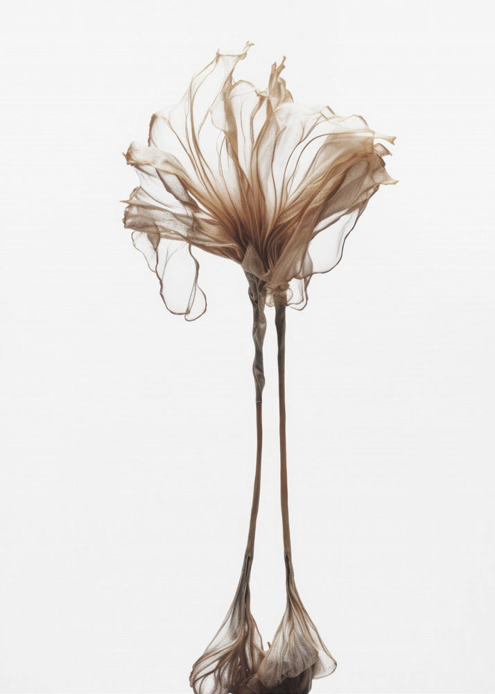 Delicate Whimsy | Canvas