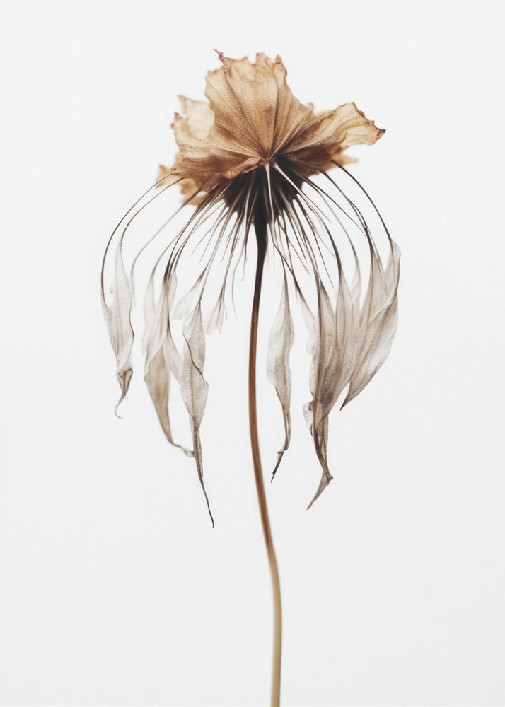 Faded Elegance | Canvas