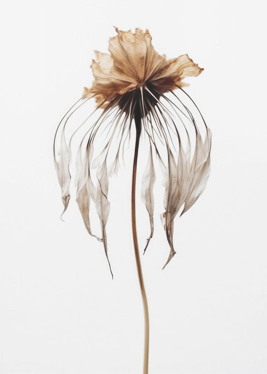 Faded Elegance | Canvas