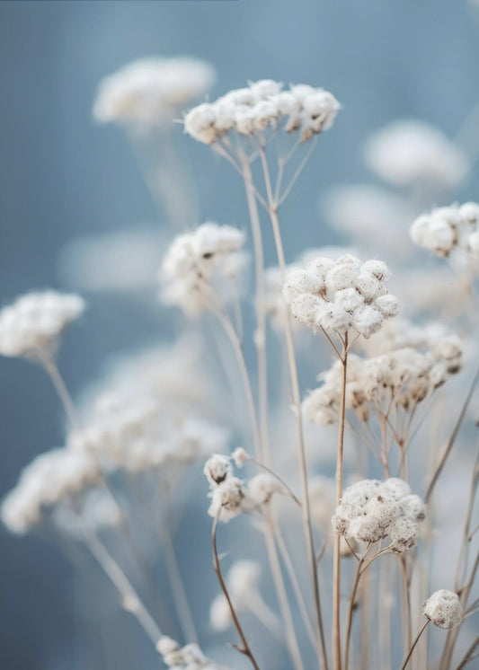 Delicate Whispers | Canvas