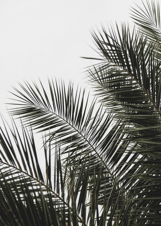 Palm Leaves 3 | Canvas