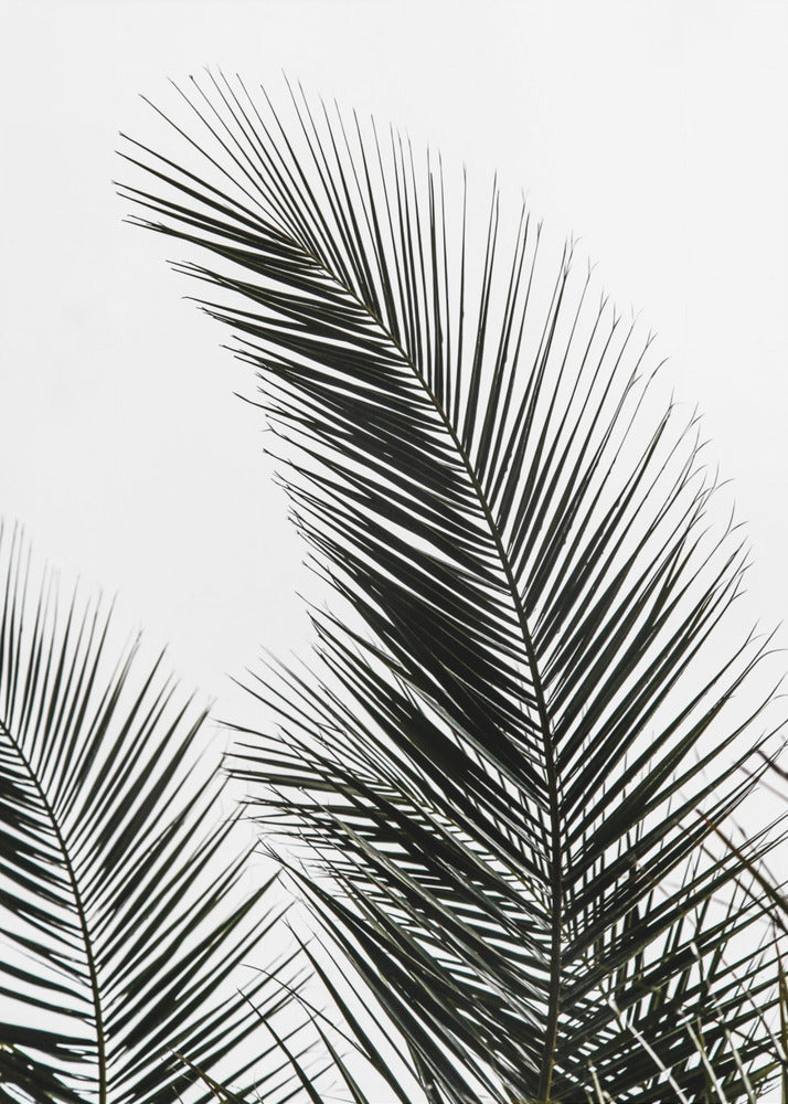 Palm Leaves 1 | Canvas