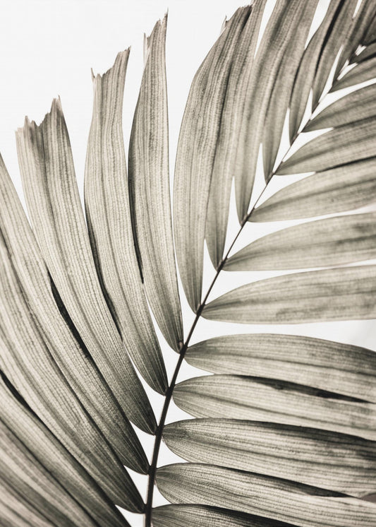 Palm Leaves 22 | Canvas