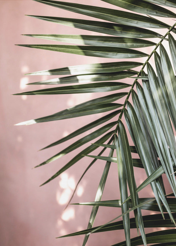 Palm Leaves 23 | Poster