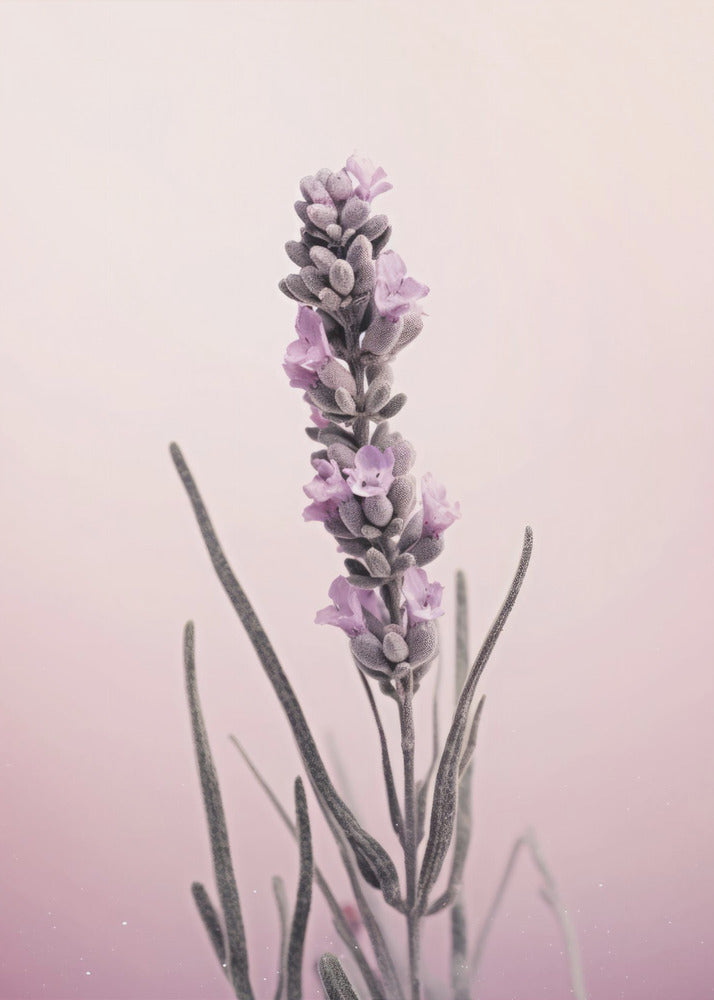Lavender Dreams | Poster
