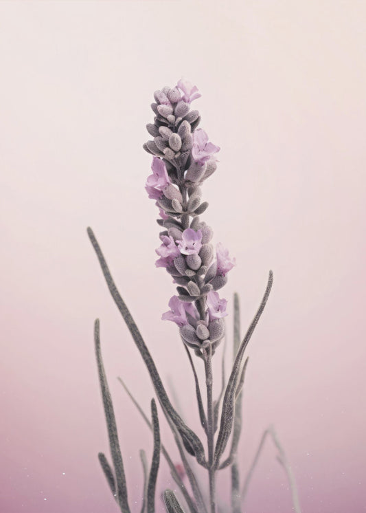 Lavender Dreams | Canvas