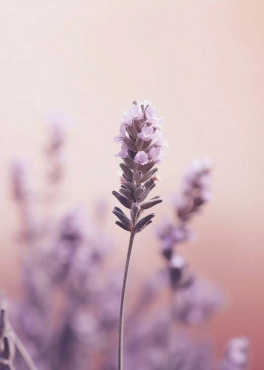 Lavender Serenity | Canvas