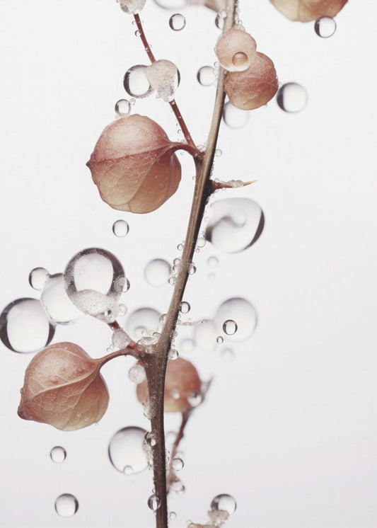 Bubbles and Blooms | Poster
