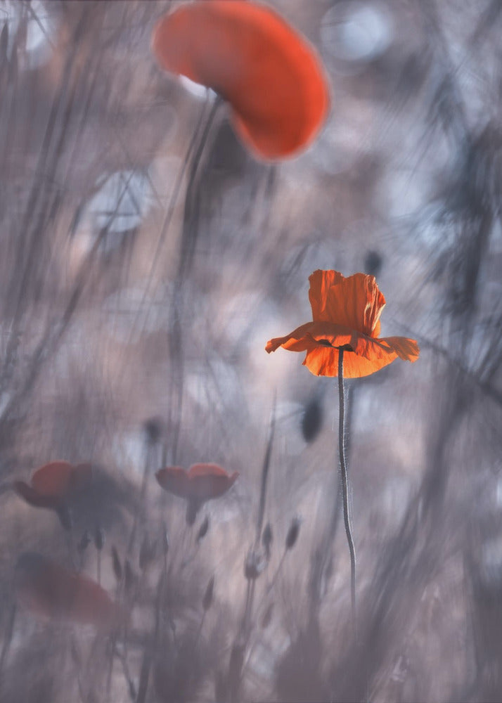 Desires and Passions | Canvas