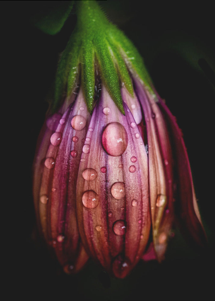 After the rain | Poster