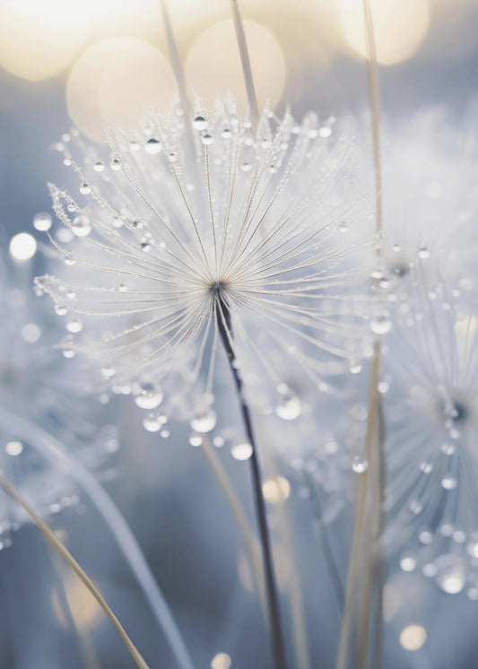 Morning Dew Dance | Canvas