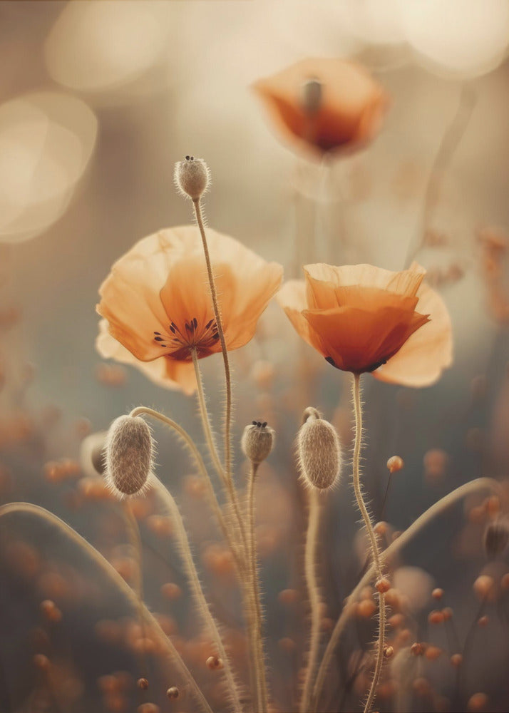 Whispers of Poppies | Canvas