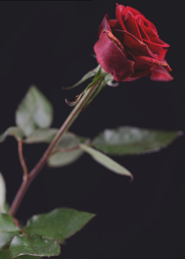 red rose | Canvas