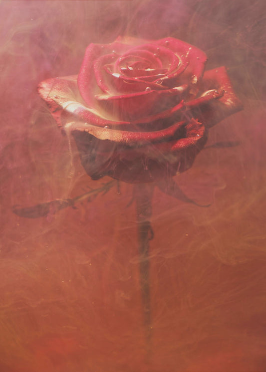 red rose and ink in water | Canvas