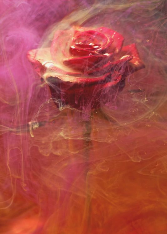 red rose and ink in water | Poster