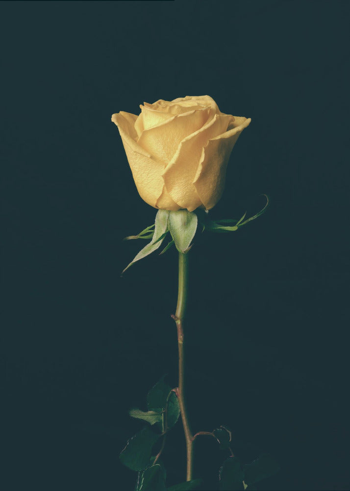 yellow rose | Poster