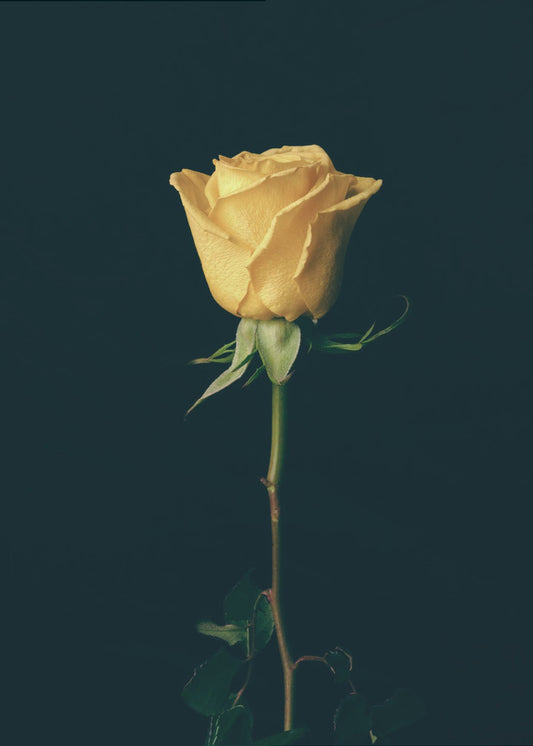yellow rose | Poster