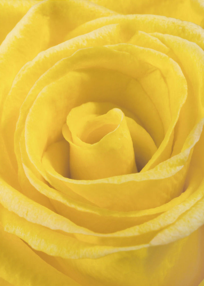 yellow rose | Poster
