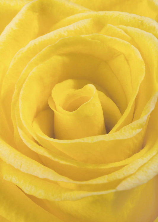 yellow rose | Canvas