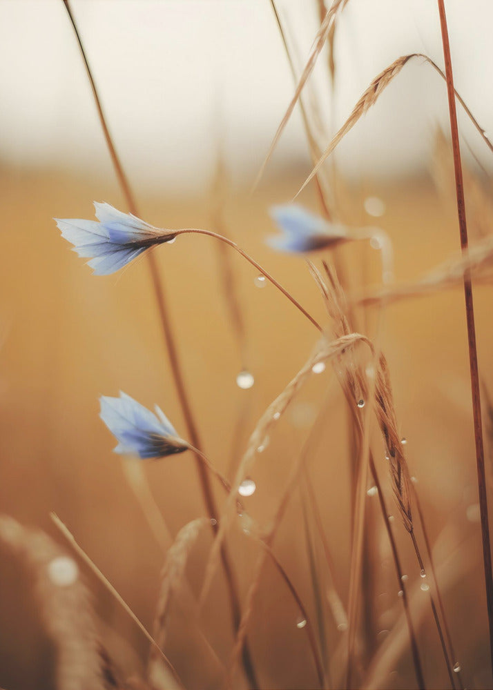 Blue Blooms at Dawn | Poster