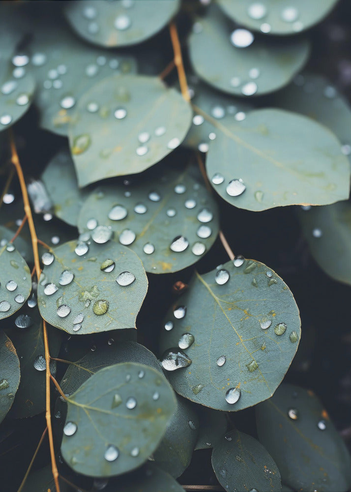 Rain-Kissed Leaves | Canvas