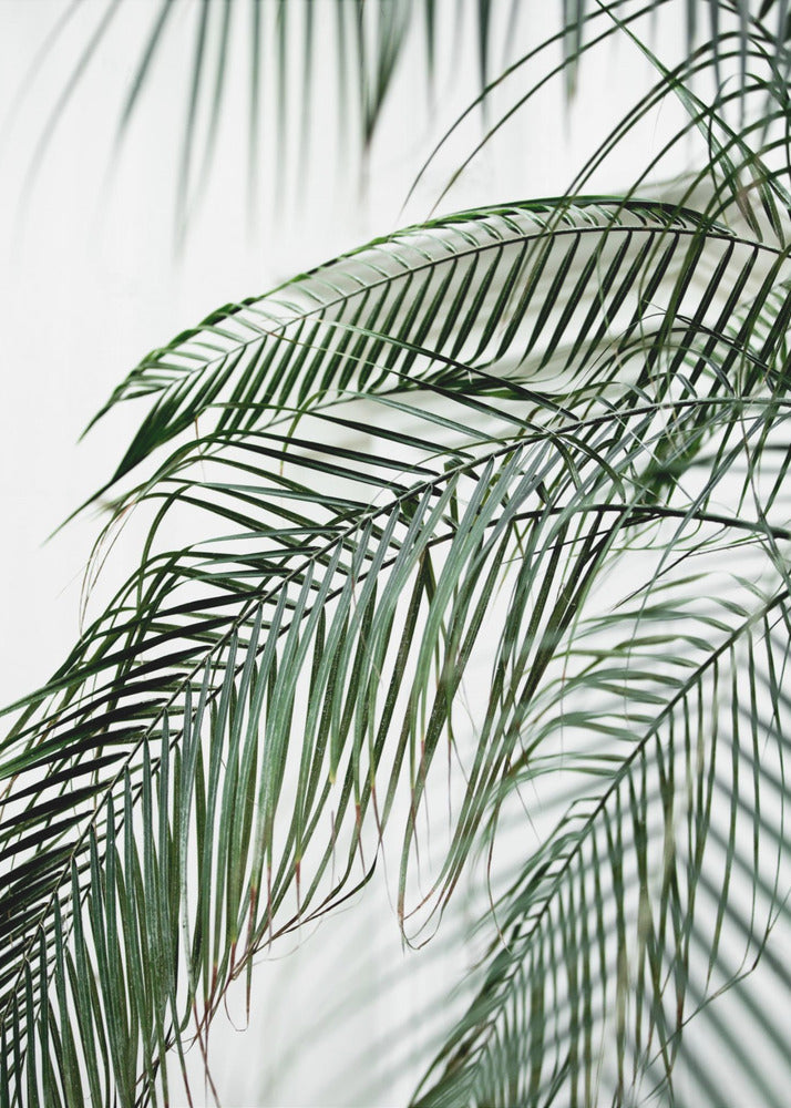 Palm Leaves 21 | Canvas