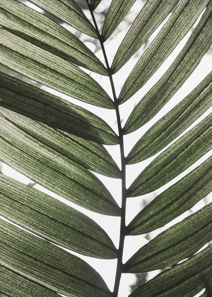 Palm Leaves 24 | Canvas