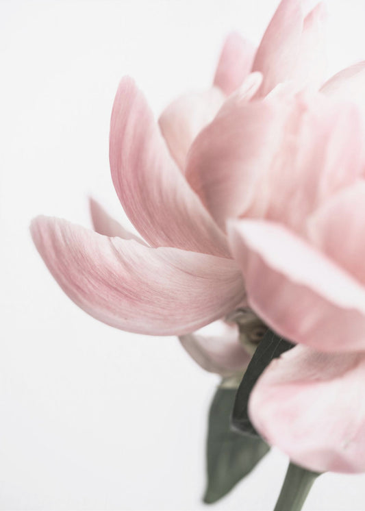 Peony 2 | Poster