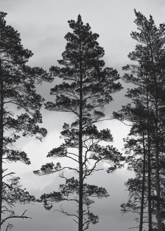 Swedish Trees | Poster