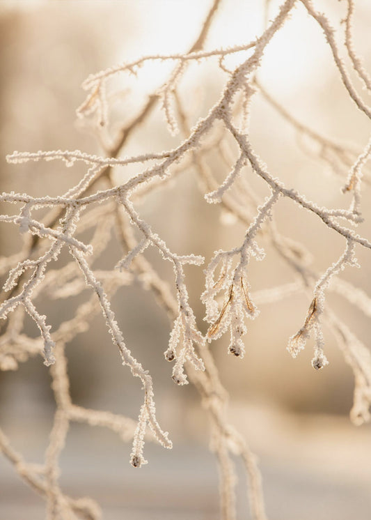 Frosty Morning 6 | Poster