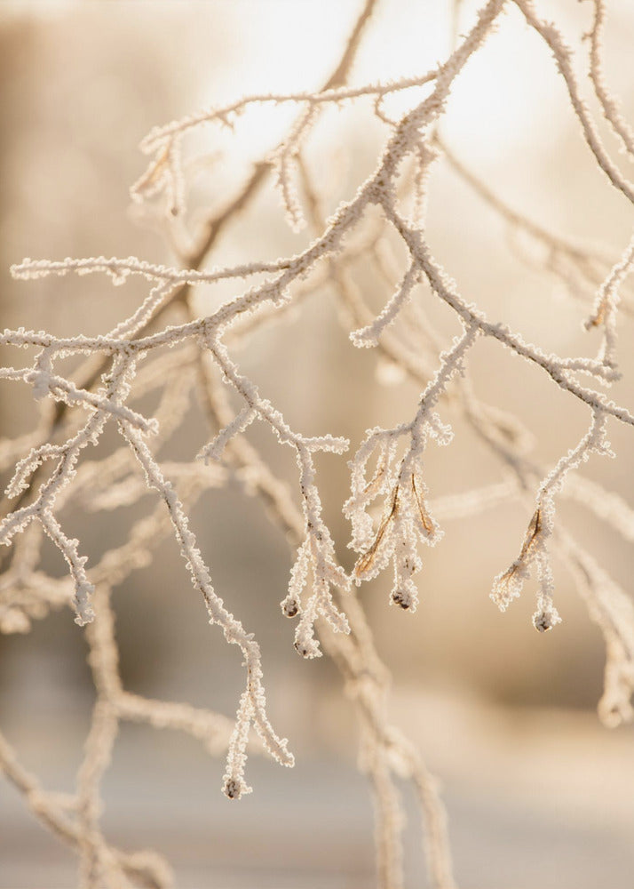 Frosty Morning 6 | Canvas