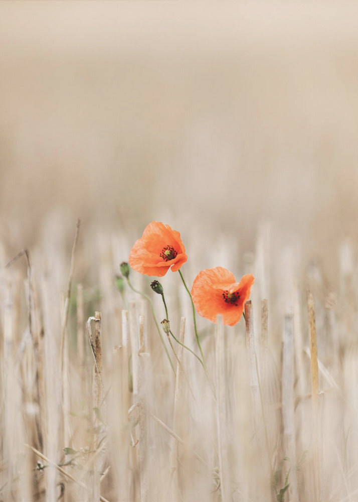 Summer Poppies | Poster