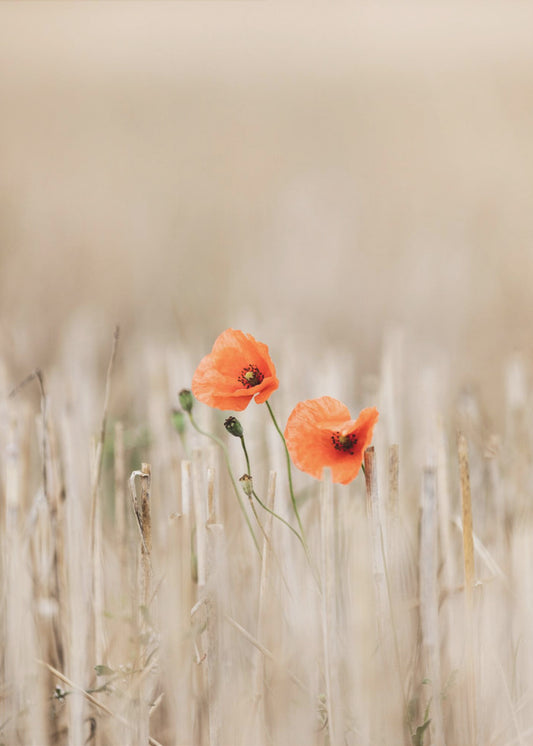 Summer Poppies | Canvas
